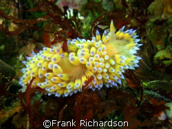 Psychedelic nudibranch?
 by Frank Richardson 